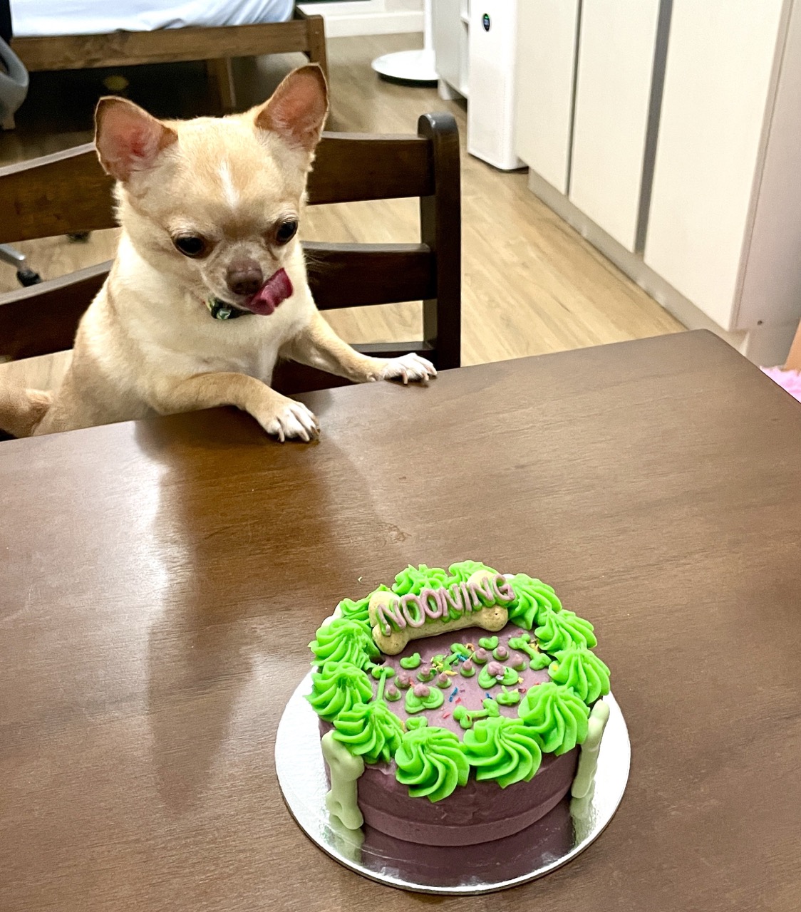 Fawn Chihuahua focused on the cake